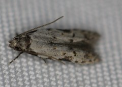 Taygete attributella