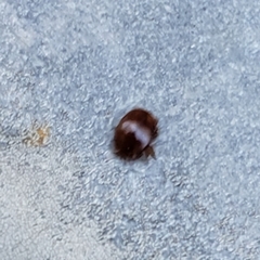 Varroa destructor