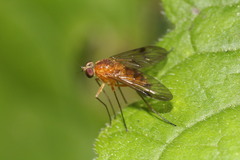 Chrysopilus laetus