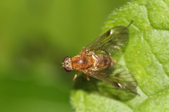 Chrysopilus laetus