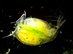 Daphnia curvirostris