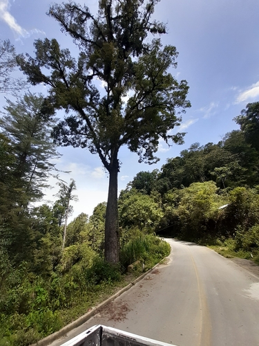 Image of Ulmus mexicana by (c) Jalil R., some rights reserved (CC BY-SA)
