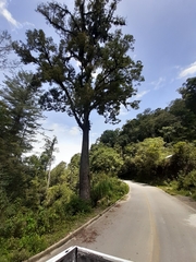 Ulmus mexicana