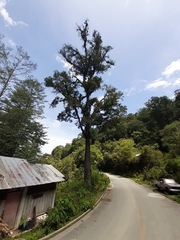 Ulmus mexicana