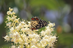 Chlosyne melitaeoides