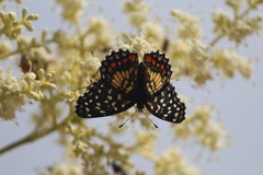 Chlosyne melitaeoides
