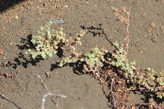 Euphorbia amplexicaulis