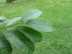 Brosimum guianense