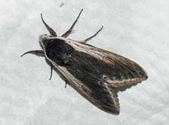 Sphinx drupiferarum