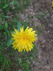 Hypochaeris maculata