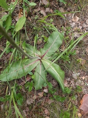 Hypochaeris maculata