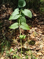 Scrophularia alpestris