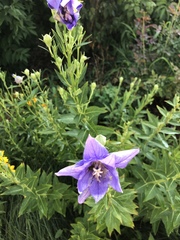 Platycodon grandiflorus