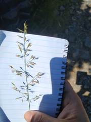 Festuca heterophylla