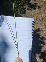 Festuca heterophylla