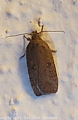 Agonopterix heracliana