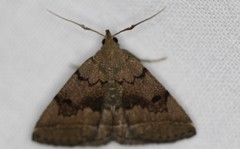 Zanclognatha dentata