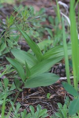 Epipactis atrorubens