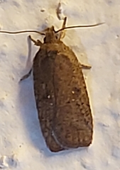 Agonopterix heracliana