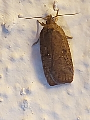 Agonopterix heracliana