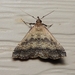 Florida Tetanolita Moth - Photo (c) Royal Tyler, some rights reserved (CC BY-NC-SA), uploaded by Royal Tyler