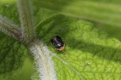 Geocoris erythrocephalus