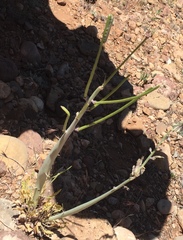 Caulanthus crassicaulis