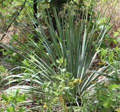 Yucca louisianensis