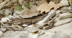 Psammodromus edwarsianus