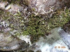 Amphidium lapponicum