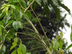 Laniarius leucorhynchus