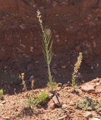 Caulanthus crassicaulis