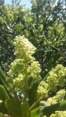 Ceanothus velutinus velutinus