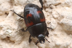 Hister quadrimaculatus