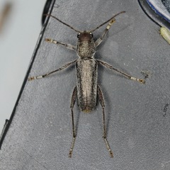 Xylotrechus
