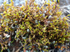 Schistidium papillosum