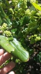 Ceanothus velutinus velutinus