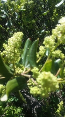Ceanothus velutinus velutinus
