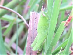 Orthoptera