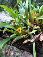 Maxillaria variabilis