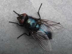 Protophormia terraenovae