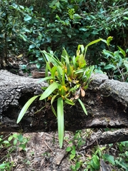 Maxillaria variabilis
