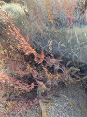 Penstemon clevelandii connatus