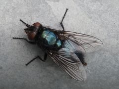 Protophormia terraenovae