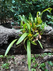 Maxillaria variabilis