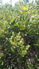 Ceanothus velutinus velutinus