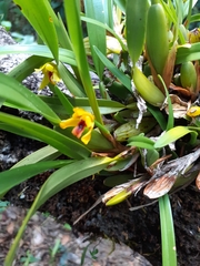 Maxillaria variabilis