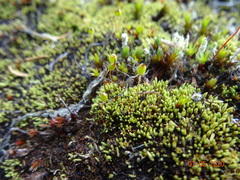 Conostomum tetragonum