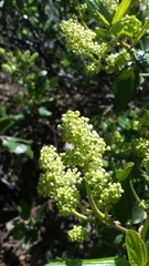 Ceanothus velutinus velutinus