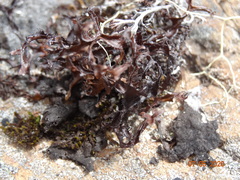 Cetraria ericetorum